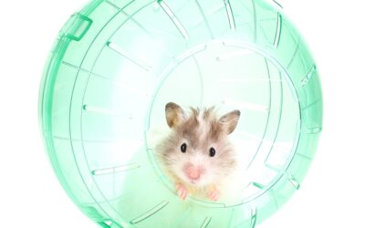 Cute,Hamster,Popping,Out,Of,Green,Ball,Isolated,White Cute,Hamster,Popping,Out,Of,Green,Ball,Isolated,White